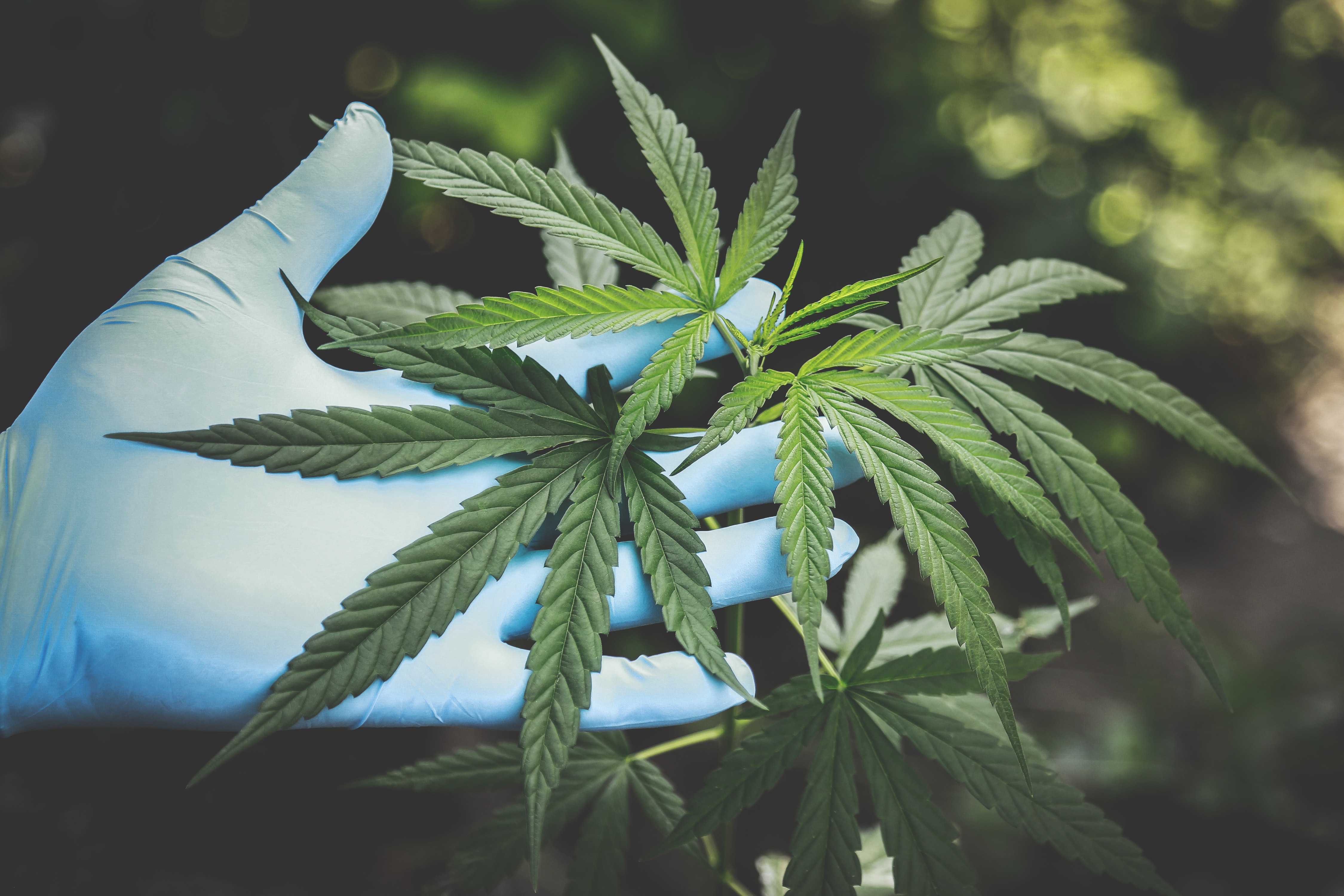 Startup cresce 400% com serviços de valuation para o mercado de cannabis